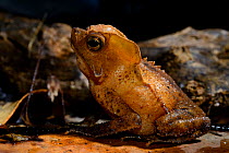 South American toad (Rhinella margaritifera) female portrait, French Guiana.