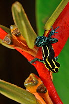 Reticulated poison frog (Ranitomeya ventrimaculata) with a tadpole on the back, on Heleconius flower, French Guiana.