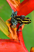 Reticulated poison frog (Ranitomeya ventrimaculata) with a tadpole on the back, on Heleconius flower, French Guiana.