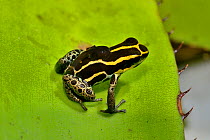 Reticulated poison frog (Ranitomeya ventrimaculata) with a tadpole on the back, French Guiana.