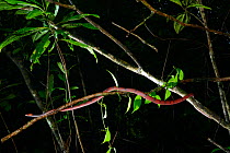 Tropical flat snake (Siphlophis compressus) climbing branch, French Guiana.