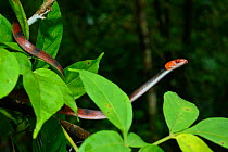 Tropical flat snake (Siphlophis compressus) in tree branch, French Guiana.