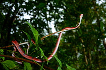Tropical flat snake (Siphlophis compressus) climbing branch, French Guiana.