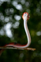 Tropical flat snake (Siphlophis compressus) portrait, French Guiana.