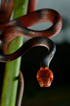 Tropical flat snake (Siphlophis compressus) portrait, French Guiana.