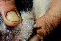 Human botfly (Dermatobia hominis) larvae in dogs skin, showing breathing tube, French Guiana.