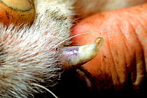 Human botfly (Dermatobia hominis) larvae in dogs skin, showing breathing tube, French Guiana.