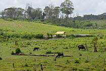 Domestic water buffalo (Bubalus bubalis) introduced species grazing in area deforested of primary rainforest, French Guiana.