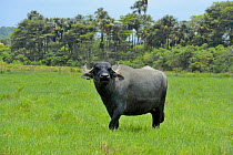 Domestic water buffalo (Bubalus bubalis) introduced species grazing in area deforested of primary rainforest, French Guiana.