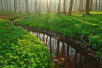Coastal European beech (Fagus sylvatica) forest with stream in spring, Gespensterwald, Nienhagen, Germany, April 2009.