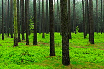 Scots pine (Pinus sylvestris) forest in spring, Muritz-National Park, Germany, May.