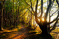 Sunlight through European beech (Fagus sylvatica) trees along coastal footpath, Marchenwald, Rugen, Germany, May.