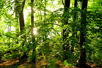 European beech (Fagus sylvatica) forest at lake edge. Nemerower Forest, Neubrandenburg, Germany, May.