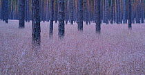 Scots pine (Pinus sylvestris) trunks, Muritz-National Park, Germany, July.