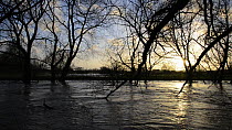 View of the River Avon in spate at sunset, with partly submerged trees, Lacock, Wiltshire, England, UK, January 2013.