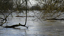View of the River Avon in spate, with partly submerged trees, Lacock, Wiltshire, England, UK, January 2013.