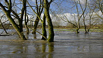 View of the River Avon in spate, with partly submerged trees, Lacock, Wiltshire, England, UK, January 2013.