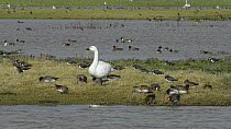 Bewick's swan (Cygnus columbianus bewickii) standing on flooded pastureland, surrounded by grazing Wigeon (Anas Penelope) and Lapwings (Vanellus vanellus), Gloucestershire, England, UK, February.