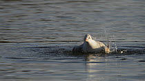 Black-headed gulls (Croicocephalus ridibundus) bathing, slow-motion clip, Gloucestershire, UK, January.