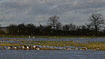 Canada geese (Branta canadensis) preening on flooded pasture, with Lapwings (Vanellus vanellus) landing in the background alongside a mixed flock of resting Black-tailed godwits (Limosa limosa) and fo...