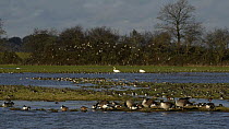 Canada geese (Branta canadensis) preening on flooded pasture, with Golden plover (Pluvialis apricaria) landing in the background to join Shelduck (Tadorna tadorna), Mute swans (Cygnus olor), Wigeon (A...