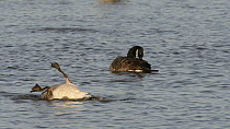 Canada geese (Branta canadensis) preening and bathing by somersaulting on the surface of a lake, slow-motion clip, Gloucestershire, England, UK, January.