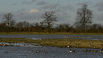 Shoveler (Anas clypeata) and Canada geese (Branta canadensis) swimming on flooded pasture, with a large flock of Lapwings (Vanellus vanellus) in flight, Wigeon (Anas Penelope), Pintail (Anas acuta), B...
