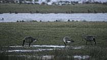 Three Canada geese (Branta canadensis) grazing on flooded pasture in heavy rain, Gloucestershire, England, UK, February.