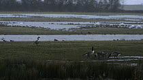 Canada geese (Branta canadensis) grazing on flooded pasture in heavy rain, with Wigeon (Anas Penelope), Lapwings (Vanellus vanellus) and Bewicks swans (Cygnus columbianus bewickii) foraging in the ba...