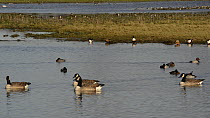 A group of Canada geese (Branta canadensis) swimming on flooded pasture past Pochard (Aythya ferina), resting Shelduck (Tadorna tadorna), Shoveler (Anas clypeata) and Lapwings (Vanellus vanellus), Glo...