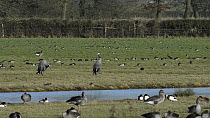 Two Common cranes (Grus grus) 'Monty' and 'Chris' reintroduced by the Great Crane Project preening on a flooded pasture amongst foraging Wigeon (Anas penelope) and Lapwings (Vanellus vanellus), Glouce...