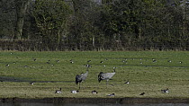 A pair of Common cranes (Grus grus) 'Monty' and 'Chris' reintroduced by the Great Crane Project walking on a flooded pasture past resting Bewicks swans (Cygnus columbianus), Wigeon (Anas penelope) an...