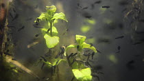 Common frog (Rana temporaria) tadpoles grazing algae from aquatic plants in a freshwater pond, Wiltshire, England, UK, May.