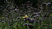 Gatekeeper (Pyronia tithonus) and Small heath (Coenonympha pamphilus) butterflies and Hoverflies (Eristalis sp.) nectaring on Wild marjoram (Origanum vulgare) flowers, Wiltshire, England, UK, August.