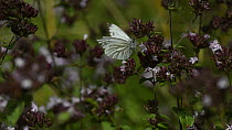 Green veined white (Pieris napi) butterfly nectaring  on Wild marjoram flowers (Origanum vulgare), before being chased off by a Common blue (Polyommatus icarus), Wiltshire, UK, August.