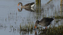 Greylag goose (Anser anser) foraging on the edge of a marshland pool, with another individual swimming in the background, Gloucestershire, England, UK, January.