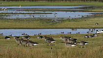 A group of Greylag geese (Anser anser) walking past a mixed flock of swimming Wigeon (Anas penelope), resting Shelduck (Tadorna tadorna) and Bewicks swans (Cygnus columbianus bewickii), Gloucestershi...
