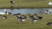 Pair of Greylag geese (Anser anser) walking and vocalising, with Shelduck (Tadorna tadorna) and a swimming Mute swan (Cygus olor) nearby, Gloucestershire, England, UK, January.