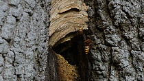 Two Hornet (Vespa crabro) workers arriving back at and entering their nest in a hollow tree trunk, Lower Woods Gloucestershire Wildlife Trust reserve, Wickwar, Gloucestershire, England, UK, October.