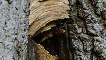Hornet (Vespa crabro) workers arriving back at and entering their nest was others emerge and fly past,  Lower Woods Gloucestershire Wildlife Trust reserve, Wickwar, Gloucestershire, England, UK, Octob...