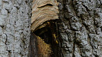Hornet (Vespa crabro) workers arriving back at their nest in a hollow tree trunk, with others emerging and one clearing debris from inside, Lower Woods Gloucestershire Wildlife Trust reserve, Wickwar,...