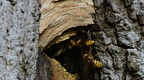 Four Hornet (Vespa crabro) workers flying back to their nest in a hollow tree trunk and another emerging, Lower Woods Gloucestershire Wildlife Trust reserve, Wickwar, Gloucestershire, England, UK, Oct...