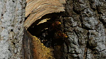 Hornet (Vespa crabro) workers emerging from their nest in a hollow tree trunk, with one stopping to fan its wings in the entrance to ventilate the nest, Lower Woods Gloucestershire Wildlife Trust rese...