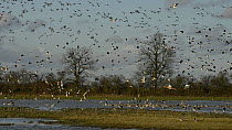 Mass take off of flocks of Lapwings (Vanellus vanellus),  Wigeon (Anas penelope), Black-tailed godwit (Limosa limosa) and Canada geese (Branta candensis) due to the presence of a hunting Peregrine fal...