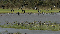 Lapwings (Vanellus vanellus) taking off from flooded pasture, with Wigeon (Anas penelope) swimming in the background, slow motion clip, Gloucestershire, England, UK, January.