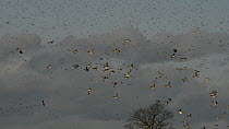 Tilt shot up from flooded pasture to show large flocks of Lapwing (Vanellus vanellus) and Wigeon (Anas penelope) in flight due to the presence of a hunting Peregrine falcon (Falco peregrinus), Glouces...