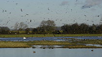 Lapwings (Vanellus vanellus) landing on partly flooded pasture, with Bewickss swans (Cygnus columbianus bewickii) in the background, Gloucestershire, England UK, January.