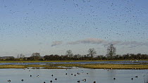 Large flock of Lapwings (Vanellus vanellus) descending to land on partly flooded pasture, with Pochard (Aythya ferina) and Tufted duck (Aythya fuligula) swimming in the foreground, Gloucestershire, En...