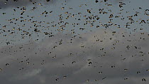 Flock of Lapwings (Vanellus vanellus) in flight,  with Golden plover (Pluvialis apricaria) flying in the background, Gloucestershire, England, UK, January.