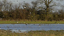 Panning shot of a mixed flock of Lapwings (Vanellus vanellus) and Wigeon (Anas penelope) flying over and landing on flooded pasture, slow motion clip, Gloucestershire, England, UK, January.